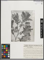 Foto von Salix medemii Boiss. x Salix purpurea L.